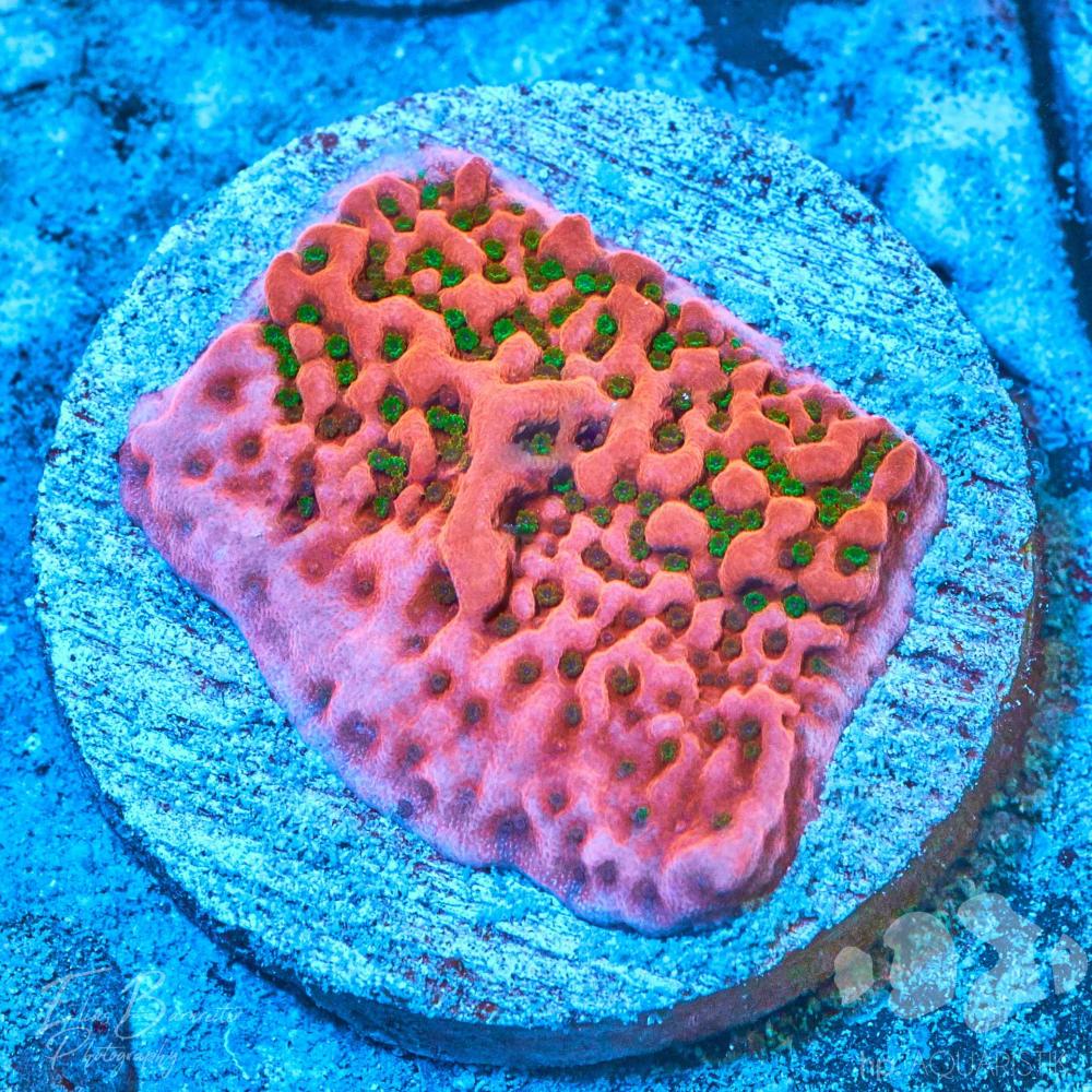 Montipora Cherry Tree